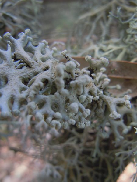 ...dai Tacchi calcarei dell''Ogliastra